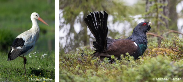 storch auerhahn michigerber.png