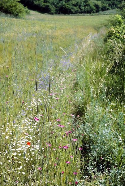 Fichier:AK 03862 Agrostemma githago am Rand eines Gerstenackers b2.jpg