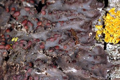 CS Leptogium hildenbrandii.jpg