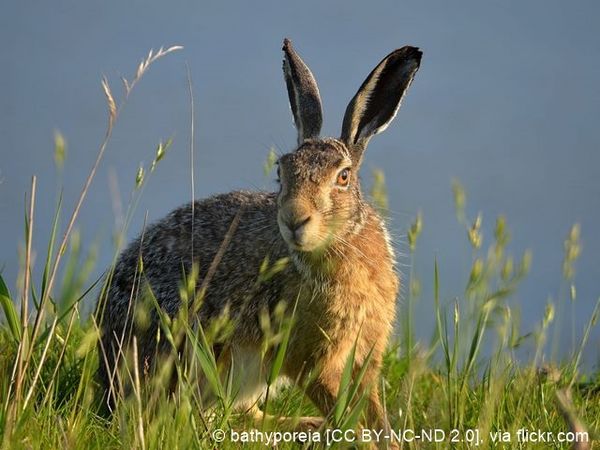 bathyporeia 9017510492 3c9dd1464c h-Lepus europaeus CC BY-NC-ND 2.0 96 dpi.jpg