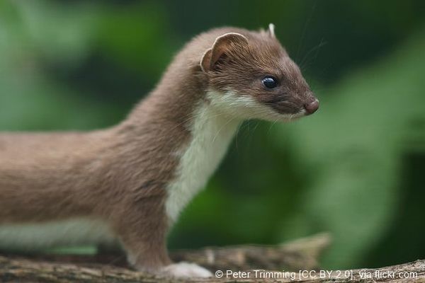 Peter Trimming 7337229720 4b37a4ef69 z-Mustela erminea CC BY 2.0.jpg