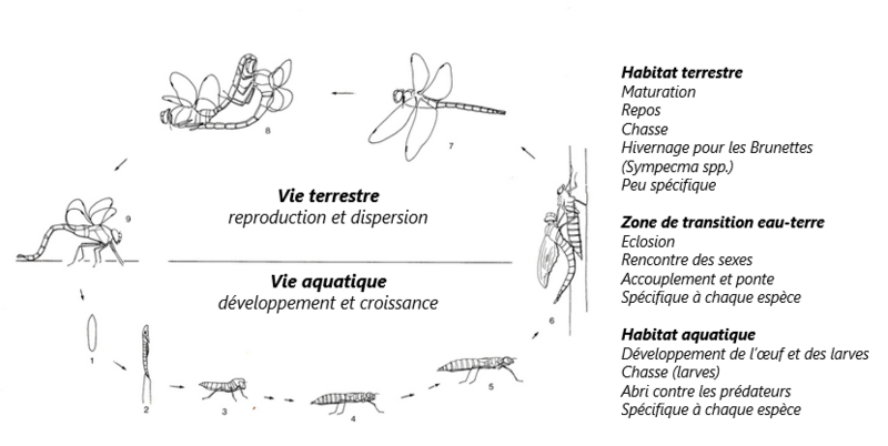 galerie2 lebenszyklus hw fr.png