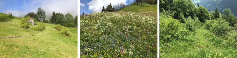 AR Tagfalter Lebensräume.png