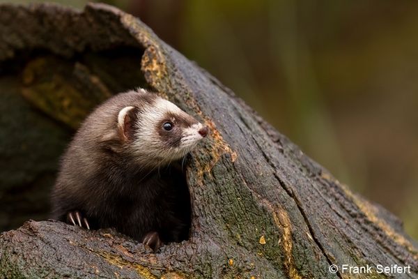 iltis-d868f6eb-de98-4533-8176-608f708eec9a 96 dpi.jpg