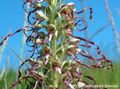 Himantoglossum hircinum 26, Bokkenorchis, Saxifraga-Ed Stikvoort 96 dpi.jpg