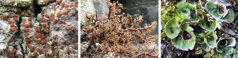 JCM-CM Flechten Wuchsformen.png