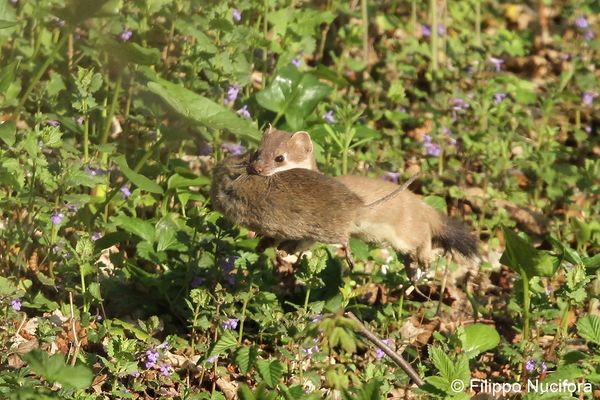 Hermelin Filippo Nuciflora.jpg