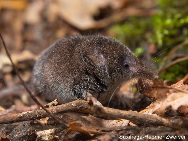 Sorex minutus 2, Dwergspitsmuis, Saxifraga-Rudmer Zwerver.jpg