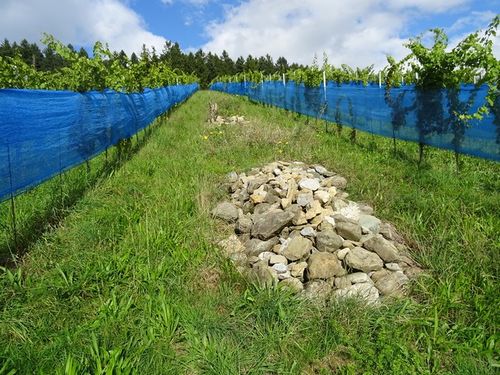 Steinlinsen 96 dpi.jpg