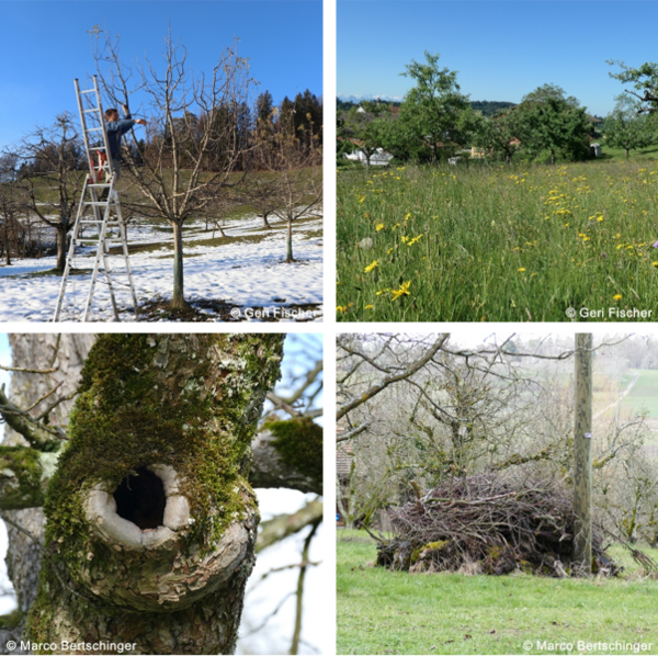 schnitt wiese strukturen.png