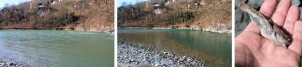 Wittmann Schwall Sunk.png