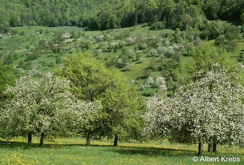 AK 0455 zg 96 dpi.jpg