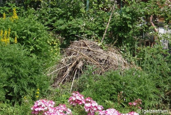 P6241856 zs 96 dpi.JPG