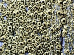 CK cyphelium tigilare b.jpg