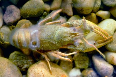 Krebspest Peter Jean Richard.jpg