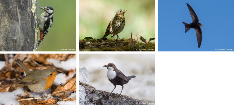 zugvogeltypen michigerber.png