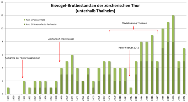 Griesser Eisvogel Thur 2022.png