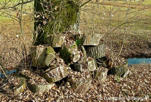 Kleinstruktur Holz HWildermuth zg 96 dpi Marco Bertschinger.jpg