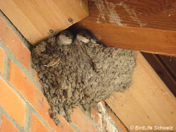 mehlschwalbennest birdlifeschweiz 96 dpi.png