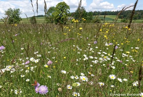 Fromentalwiese ABosshard zg 96 dpi.JPG