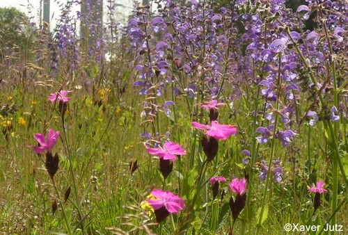 Ruderalflaeche 96 dpi.JPG