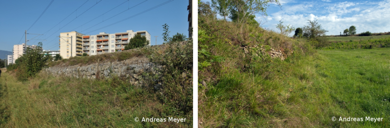 reptilien galerie 5.png