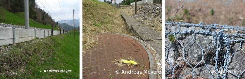 reptilien galerie 8.png