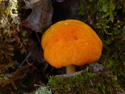 Pluteus aurantiorugosus Markus Wilhelm.jpg