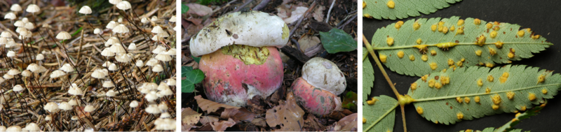 Saprophyt Mykorrhizapilz Parasit.png