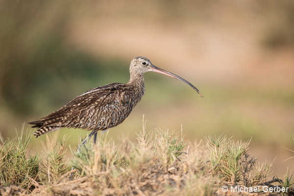 grosserbrachvogel michigerber 96 dpi.png