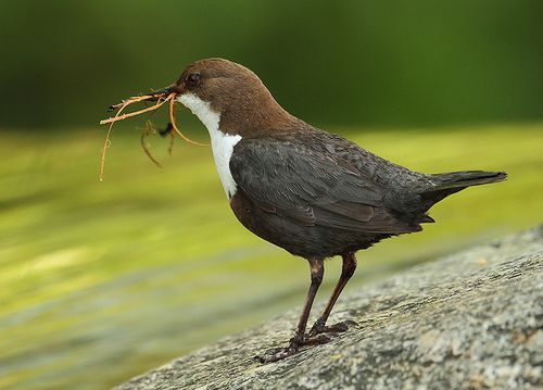 Wasseramsel Agustín Povedano CC BY-NC-SA 2.0.jpg