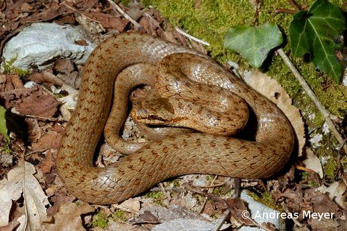 Schlingnatter Coronella austriaca 001 96 dpi.jpg