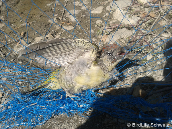 netze birdlifeschweiz 96 dpi.png