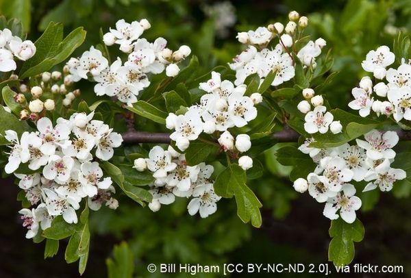 14174990302 3b9ce3cebc o 96 dpi.jpg