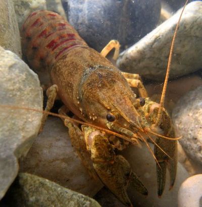 Photo 10 Kamberkrebs 96 dpi.jpg