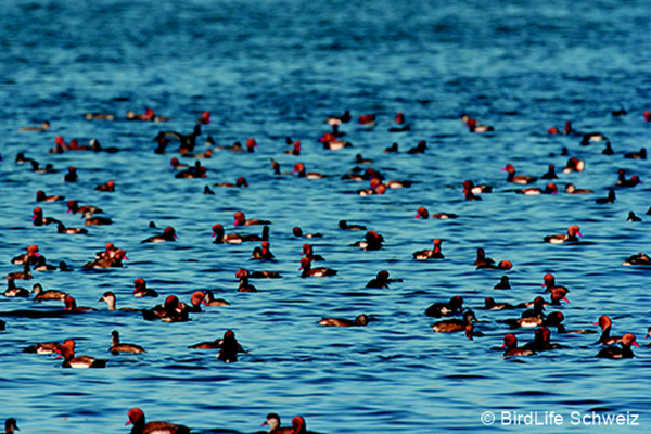 enten birdlifeschweiz 96 dpi.png