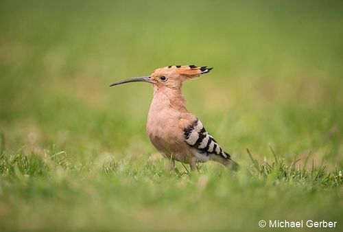 wiedehopf michigerber zg 96 dpi.jpg