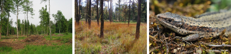 reptilien galerie 4.png