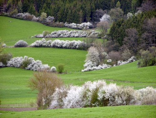 Hecke SchlehenblüteEutendorfCL MZorzi.JPG