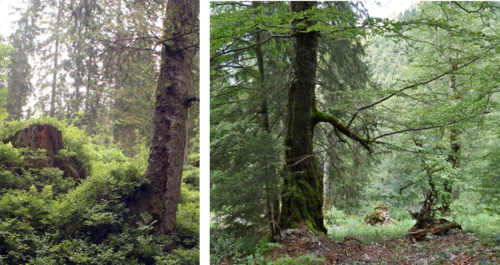 CS Flechten Bergwald Totholz.png