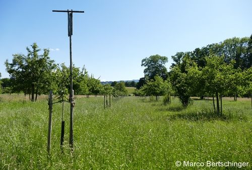 P1110122 zg 96 dpi.JPG