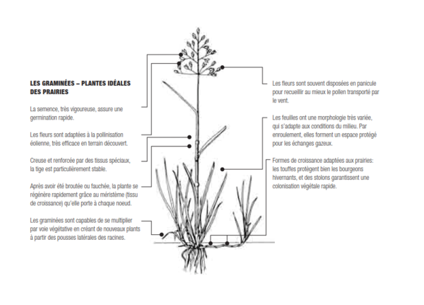 graminees plantes ideales prairies fr.png
