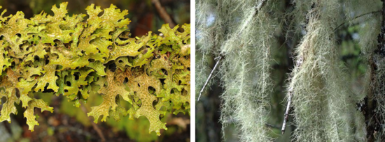 CS Flechten Epiphyten.png