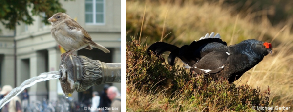 spatz birkhahn michigerber.png