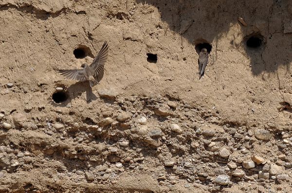 Pidgifr CC BY-NC-ND 2.0.jpg