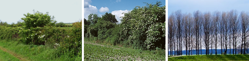 Hecken Typen drei.png