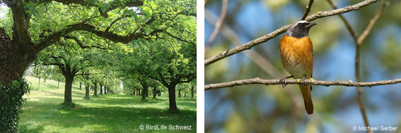 landwirtschaft birdlife mgerber.png