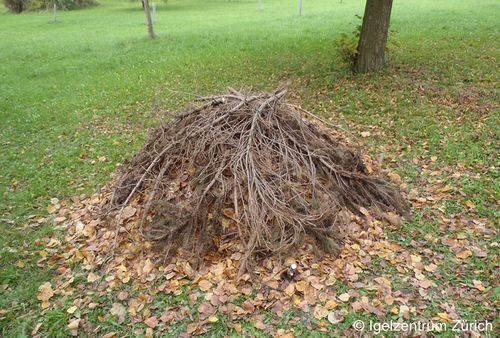 PA140748 zg 96 dpi Marco Bertschinger.JPG