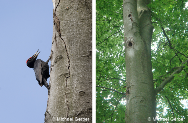 schwarzspecht buche michigerber.png